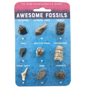 Awesome Fossils - Hand-Sized Collection