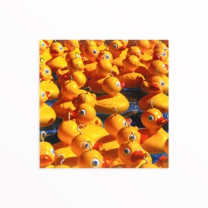 Blank Card Ducks (16cmx16cm)